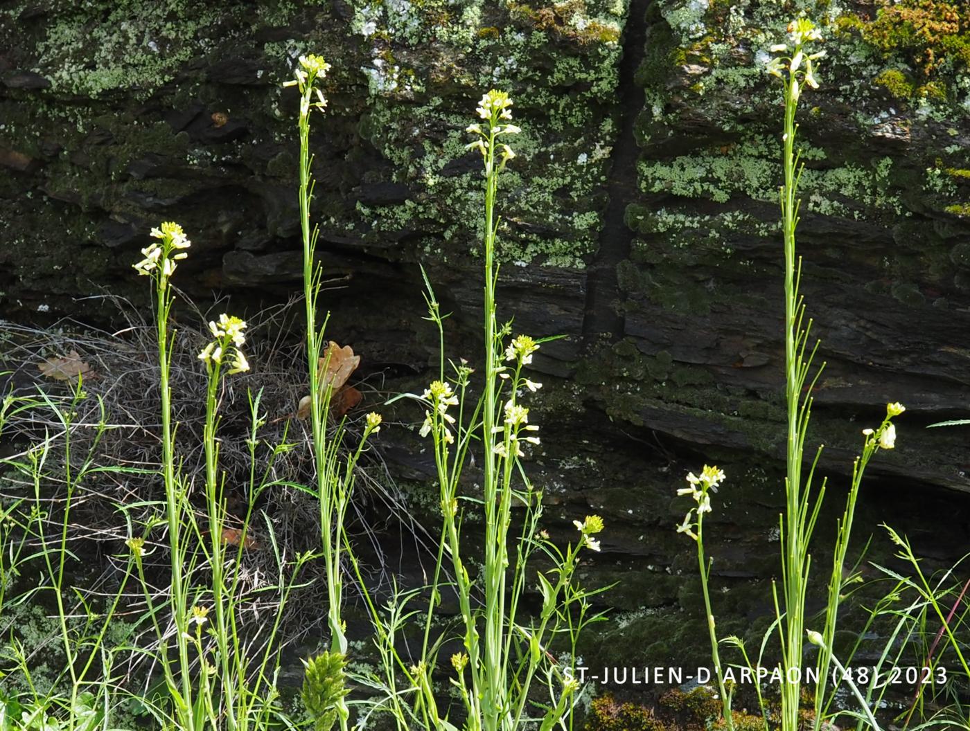 Mustard, Tower fruit